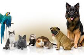 pets